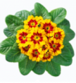 Primrose Hethor Mid Tagetes Yellow 