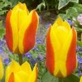 Tulip Bicolor First Love