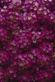 Alyssum Clear Crystal Purple Shades