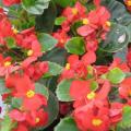 Begonia Ambassador Scarlet