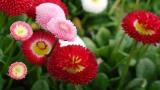 Bellis Habanera Mix