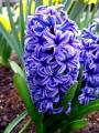 Hyacinth Blue Star (Natural)
