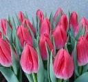Tulip Bolray Price Pink Hot (Forced) 