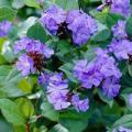 Leadwort Plumbago