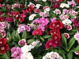Dianthus Floral Lace Mix -Not Grown 2019-