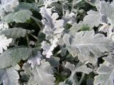 Dusty Miller