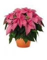 Poinsettia Princettia Pink Queen