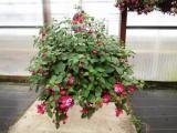 Hanging Basket Fuchsia