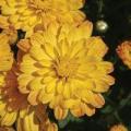 Garden Mum Jacqueline Yellow Decorative 