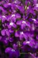 Lobelia Magadi Compact Purple