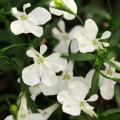 Lobelia Magadi Compact White