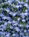 Lobelia Riviera Sky Blue