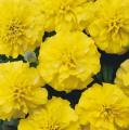 Marigold Bonanza Yellow (French)