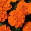 Marigold Bonanza Deep Orange (French)