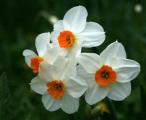 Narcissus Geranium