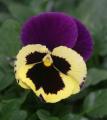 Pansy Delta speedy Yellow w/Purple Wing