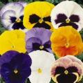 Pansy Matrix Mix