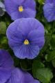 Pansy Matrix True Blue