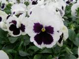 Pansy Spring Matrix White Blotch