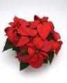 Poinsettia Christmas Cheer Red
