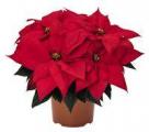 Poinsettia Ferrara Red