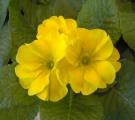 Primrose Danova Lemon Yellow