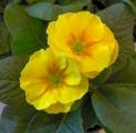 Primrose Danova Yellow w/ Eye