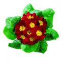 Primrose Hethor Giant Red 