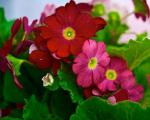 Primrose Obconica Touch Me Red