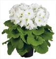 Primrose Obconica Touch Me White