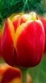 Tulip Dow Jones- not available