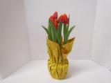 Tulip Fabio -