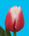 Tulip Dutch Design Pink White Bicolor