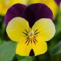 Viola Sorbet XP Yellow Jump Up (Spring)