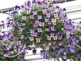 Winter Basket Pansy