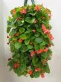 Wallpouch Spring Begonia