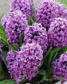 Hyacinth Miss Saigon (Natural)