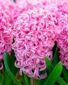 Hyacinth Pink Surprise (Natural)