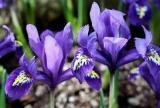 Iris Reticulata Harmony