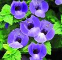 Torenia Summer Wave Large Blue