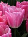 Tulip Boma - hot pink