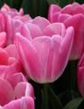 Tulip Boma Hot Pink 