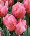 Tulip Pretty Princess Pink
