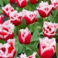 Tulip Canasta - red/white