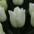 Tulip Kiwanis White