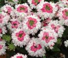 Verbena Lanai Twister Pink